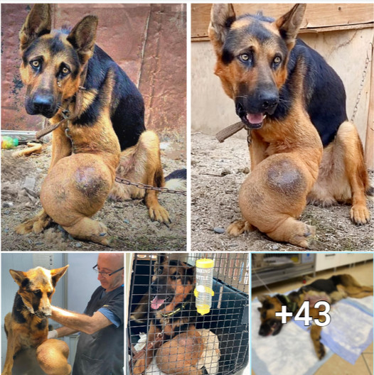 An Ailing Canine With Cancerous Bones Shackled in the Yard of an Inebriated Owner